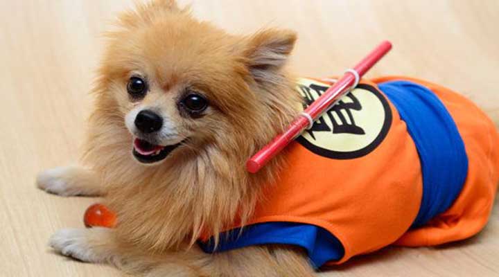 cosplay animaux chien chat souris